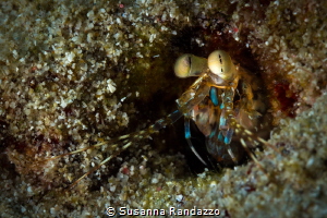 Big eyes close up of a little shrimp photographed at Aqua... by Susanna Randazzo 
